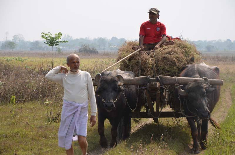 Organic Farm Nepal