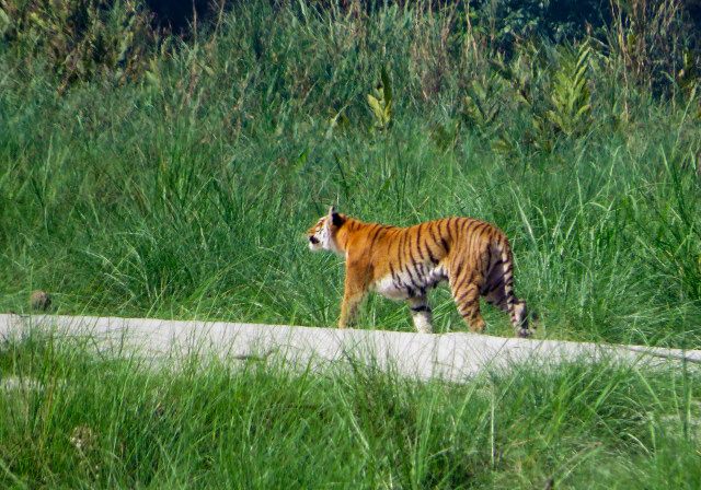Tiger in Chitwan National Park